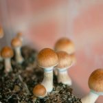Side Effects Of "golden teachers" To The Brain, Body, and Behavior