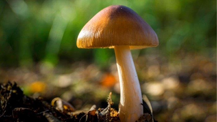 The Advantages of Purchasing Shrooms Online