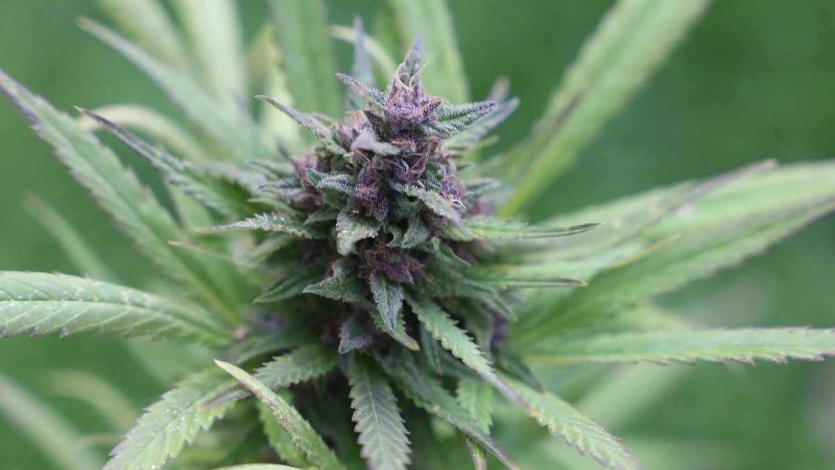 Answer To The Question Why The Greenmates Weed Delivery Is best weed delivery winnipeg
