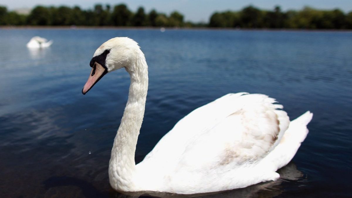 The Cost Of Swans: How Much Do Swans Cost