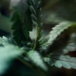 Close-up of cannabis leaves showing texture and detail in a natural setting