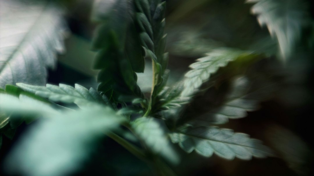 Close-up of cannabis leaves showing texture and detail in a natural setting